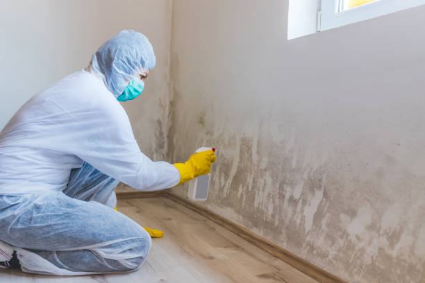 Licensed Basement Mold Remediation service in Netcong, NJ - WQB Mold Removal