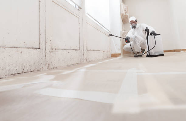 24/7 Emergency Basement Mold Remediation experts in Netcong, NJ